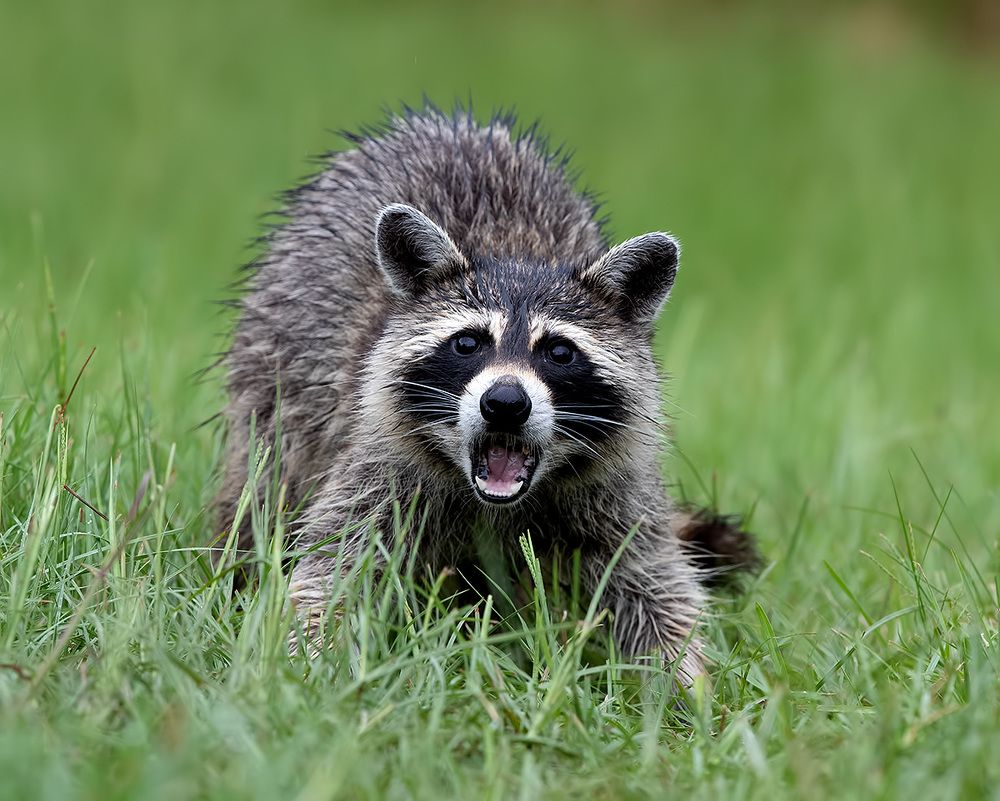 Енот-полоскун -Raccoon