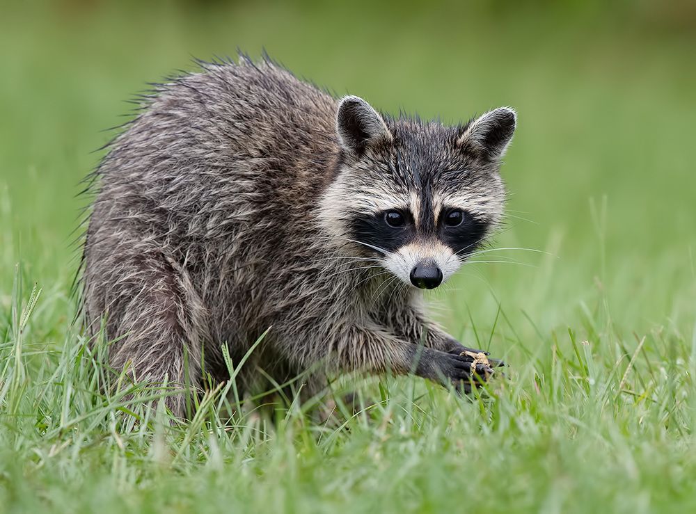 Енот-полоскун -Raccoon