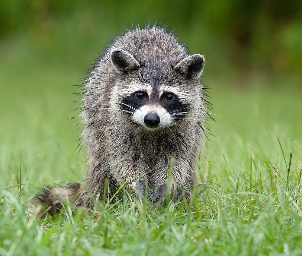 Енот-полоскун -Raccoon