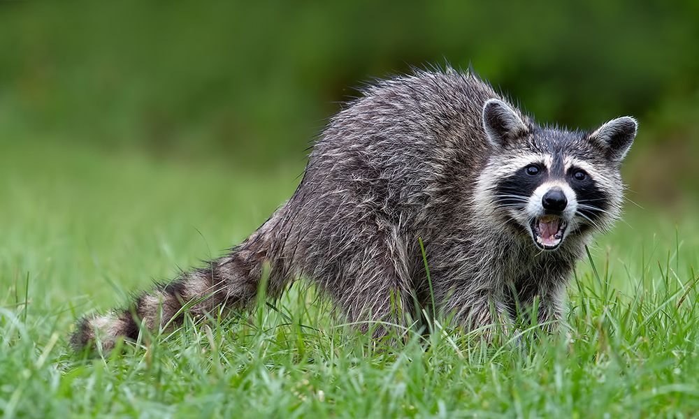 Енот-полоскун -Raccoon