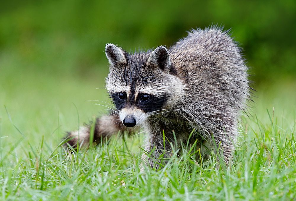 Енот-полоскун -Raccoon