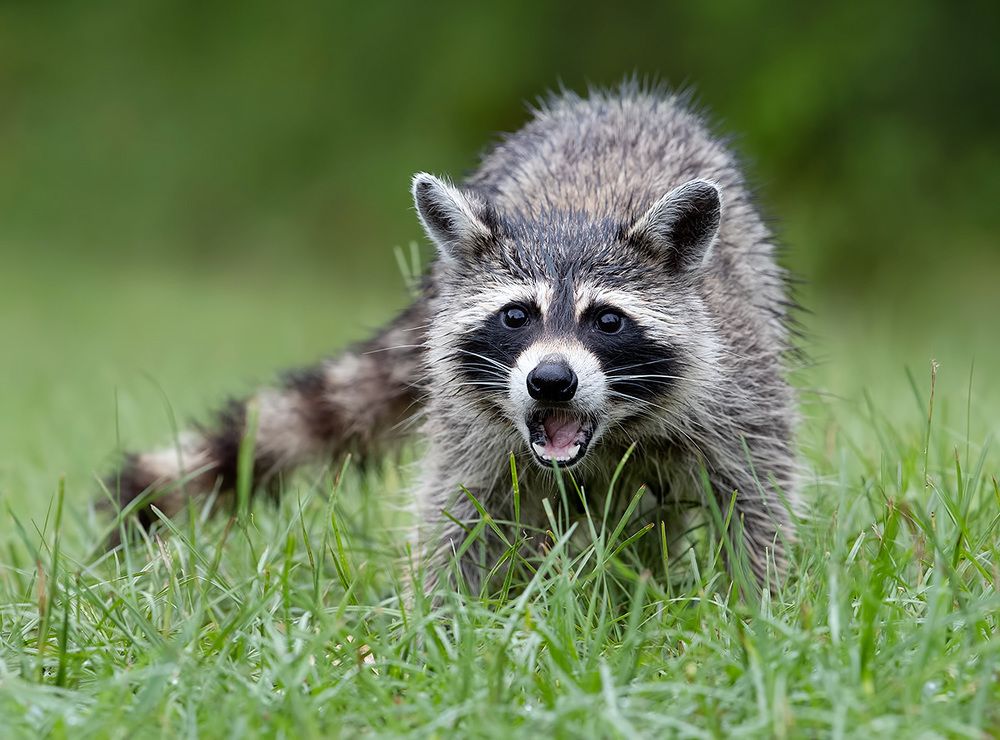 Енот-полоскун -Raccoon