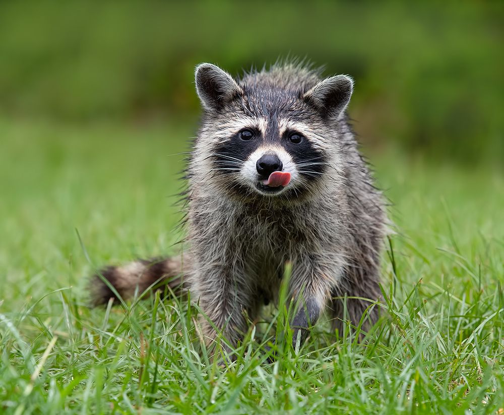 Енот-полоскун -Raccoon