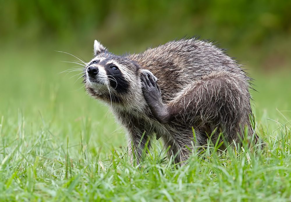 Енот-полоскун -Raccoon