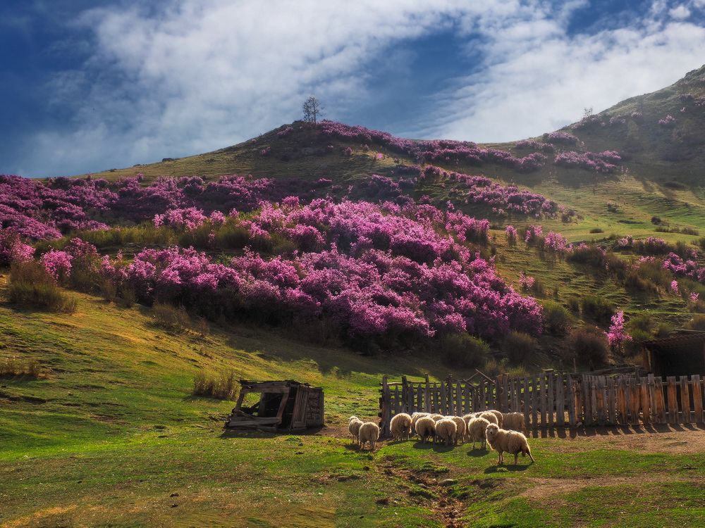 Алтайская весна