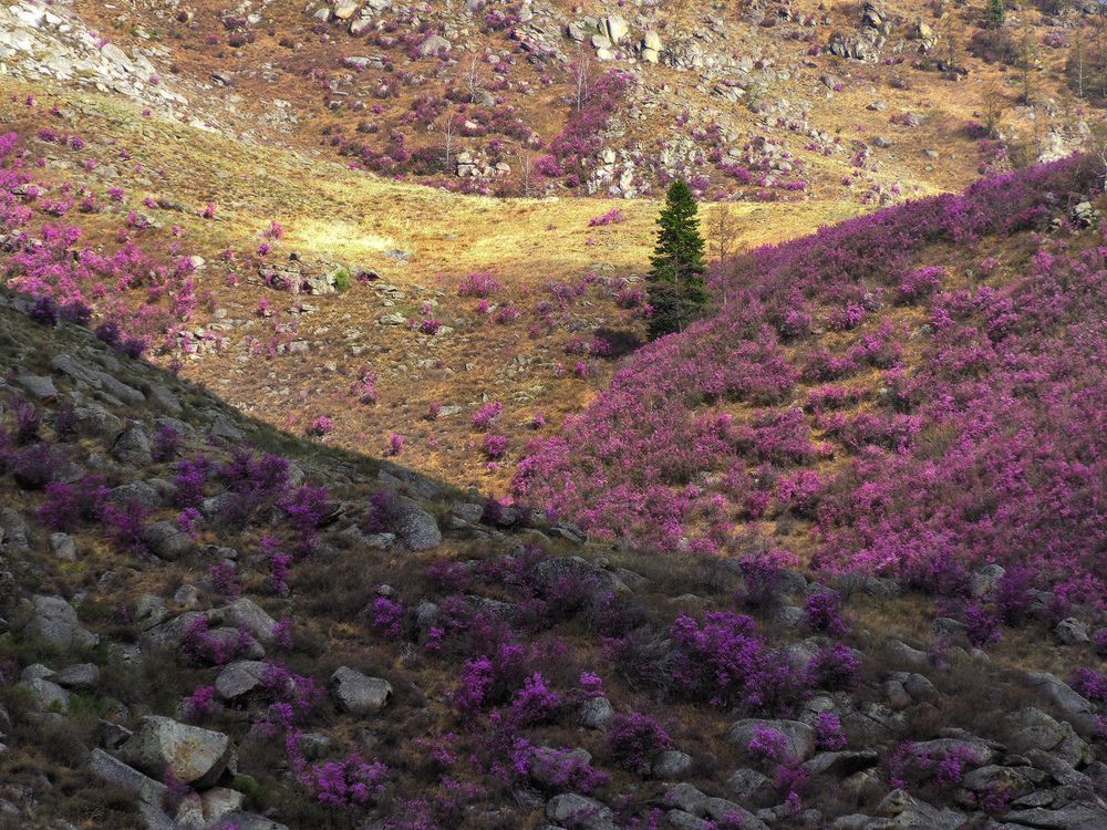 Алтайская весна