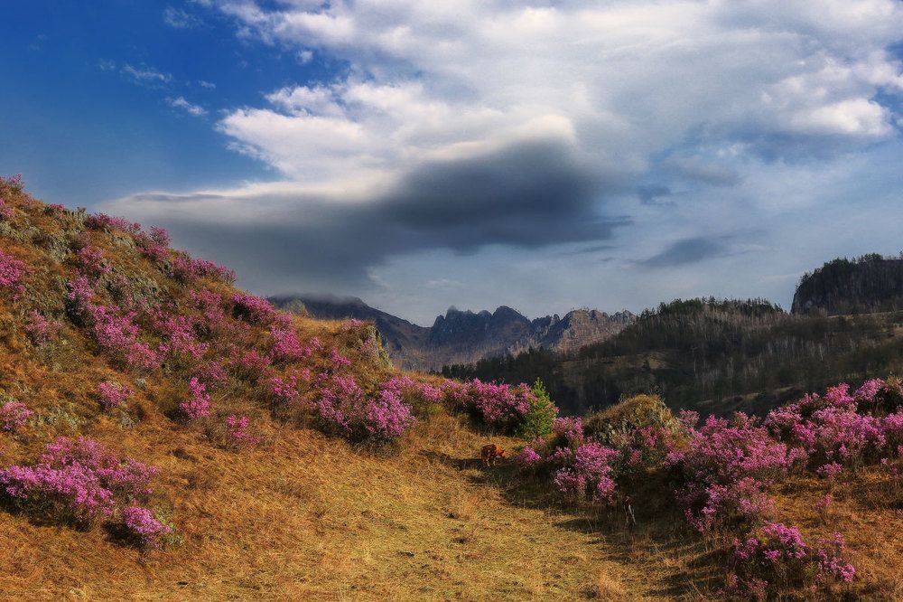 Алтайская весна