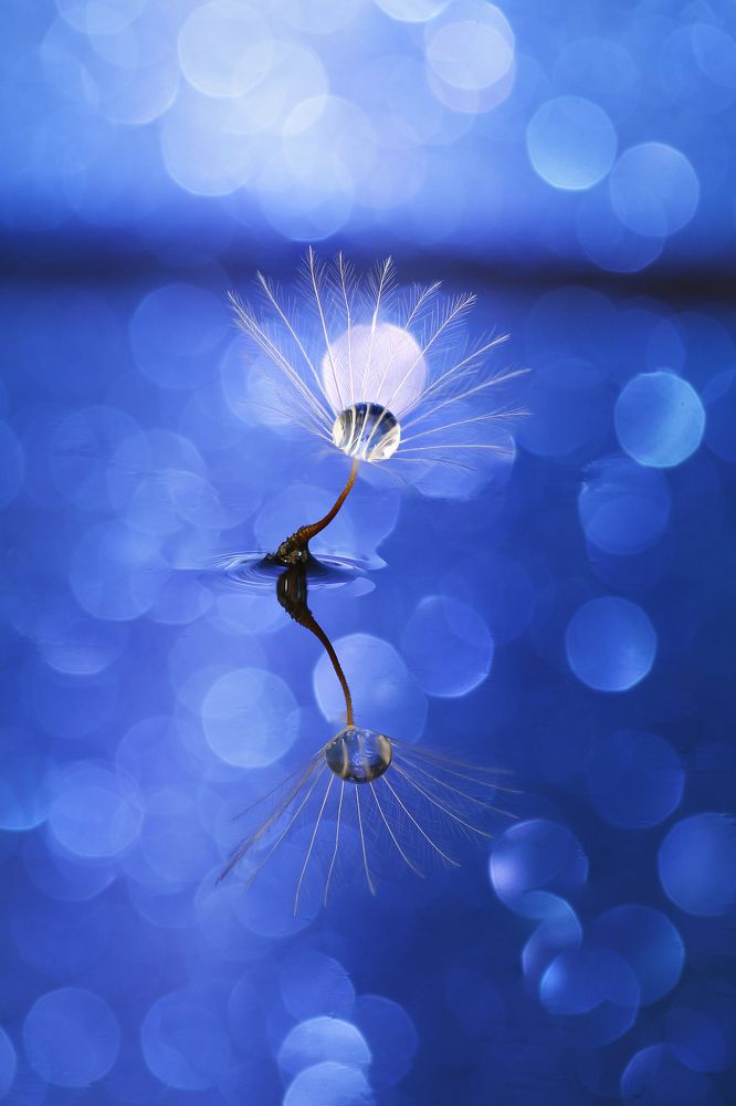 LITTLE SYMPHONY II