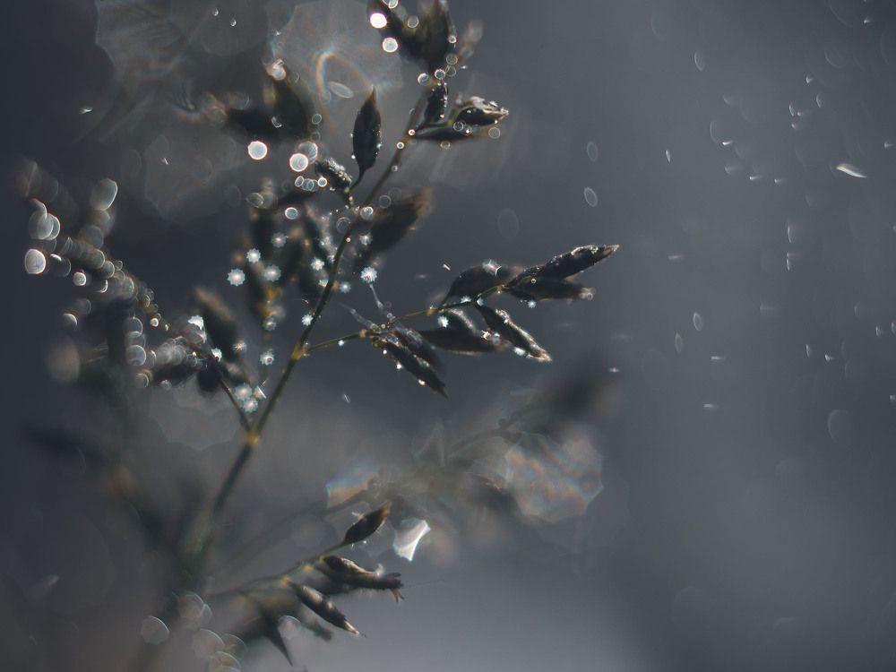 Летний дождь. Summer rain.