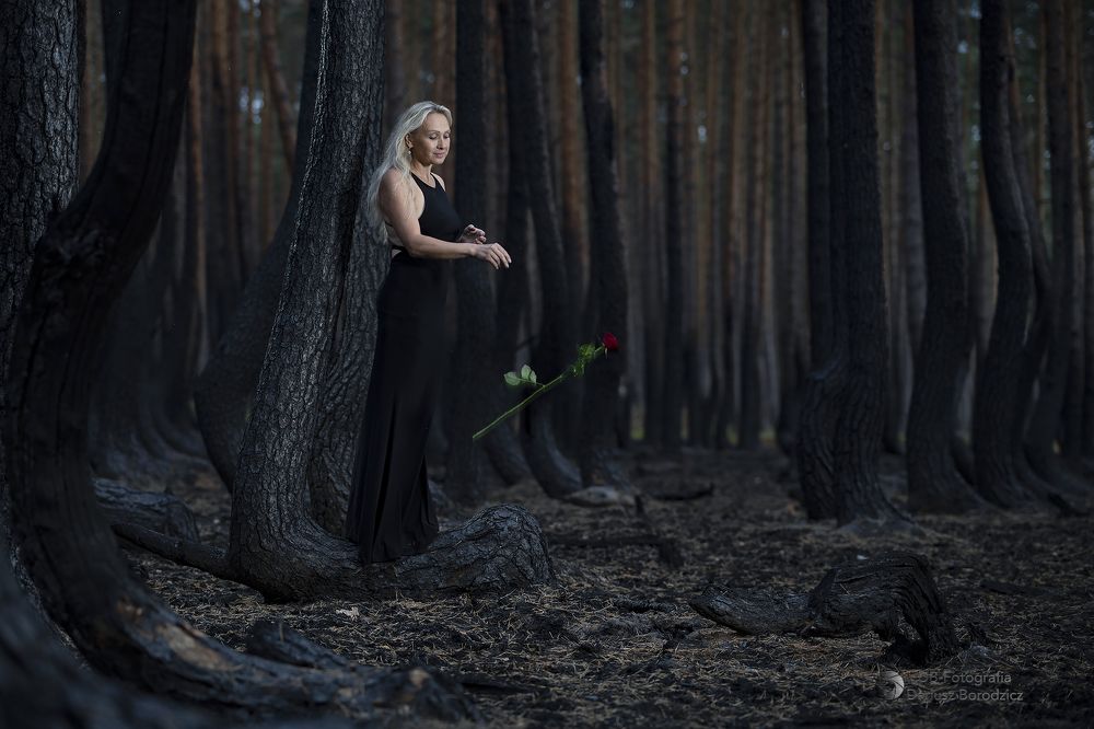Requiem dla lasu