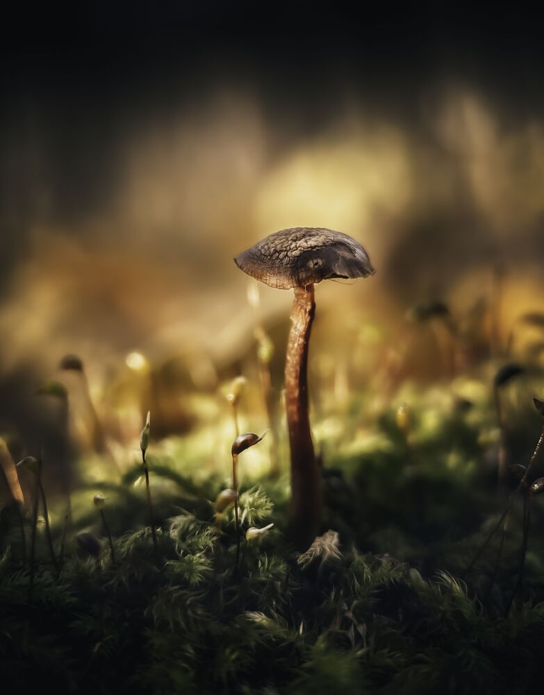 My landscape&rsquo;s
