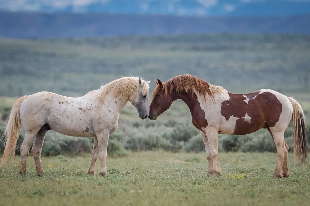 Wild Horses