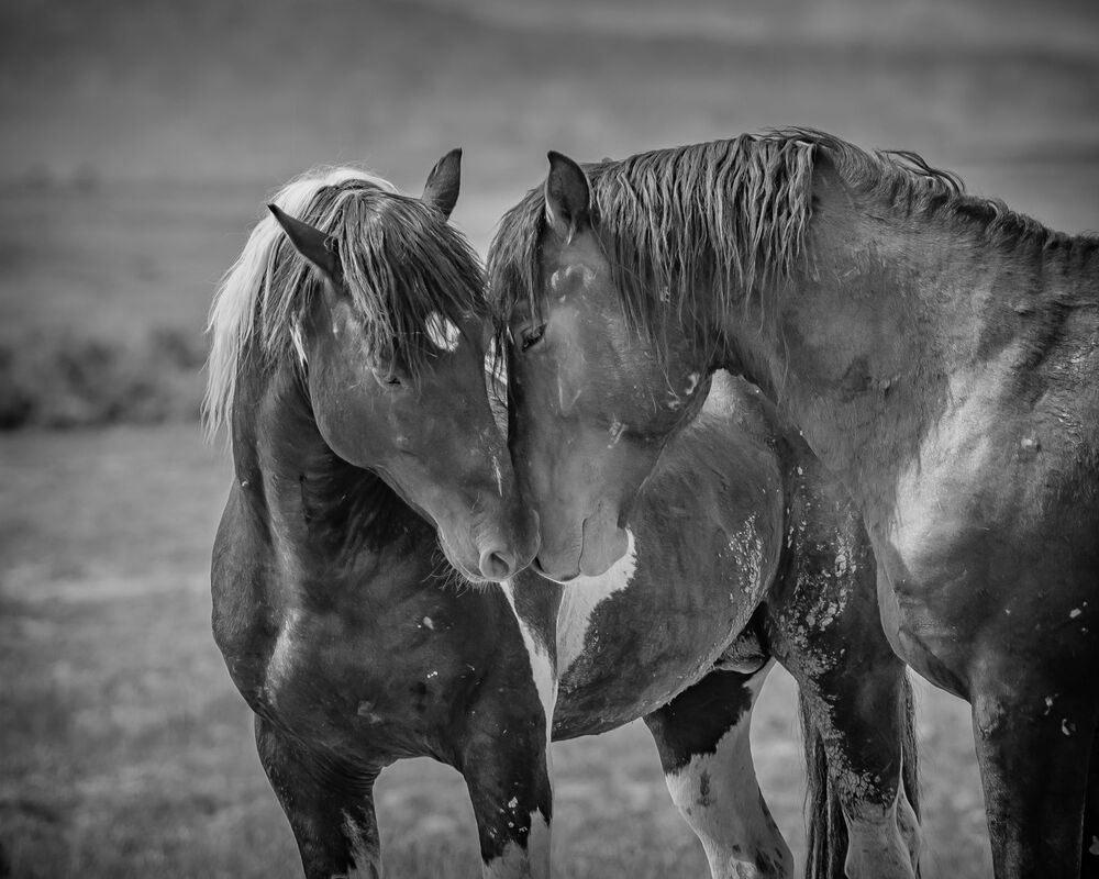 Wild Horses