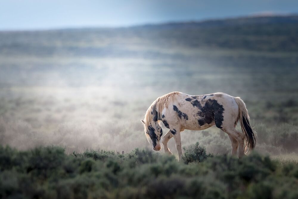 Wild Horses