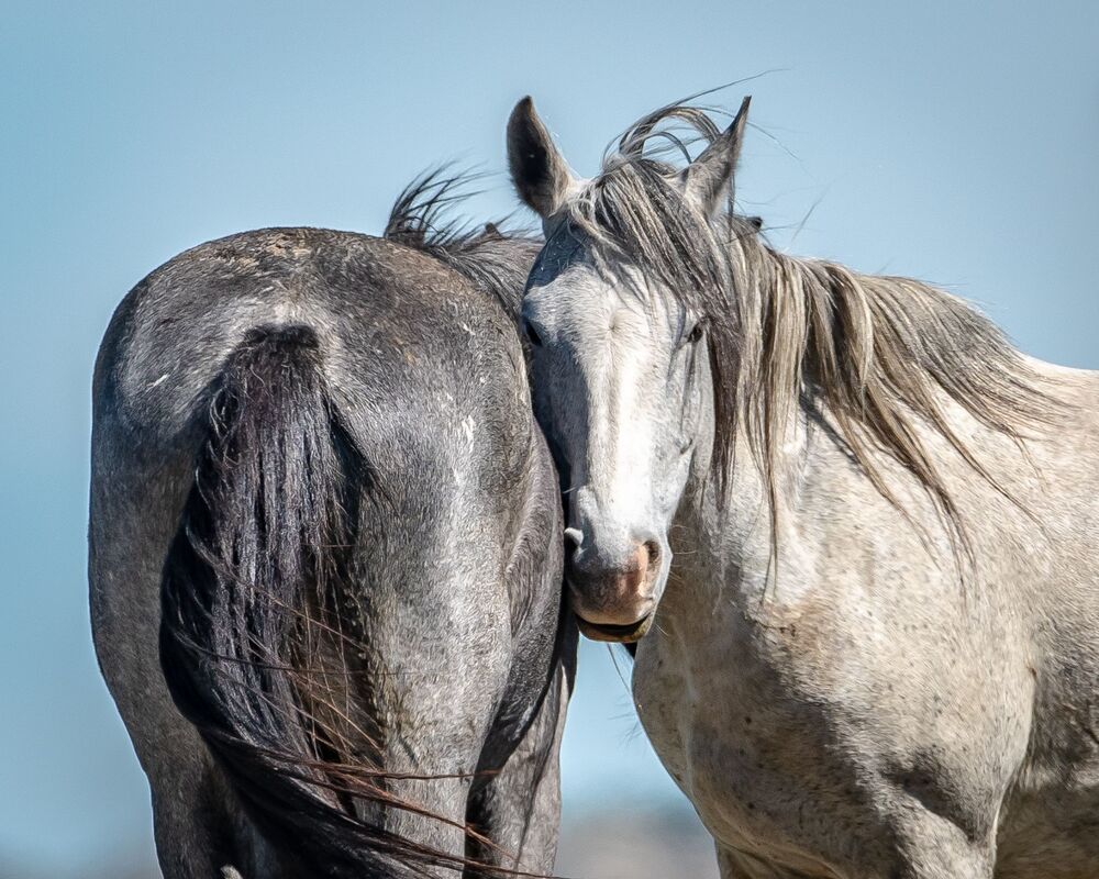 Wild Horses