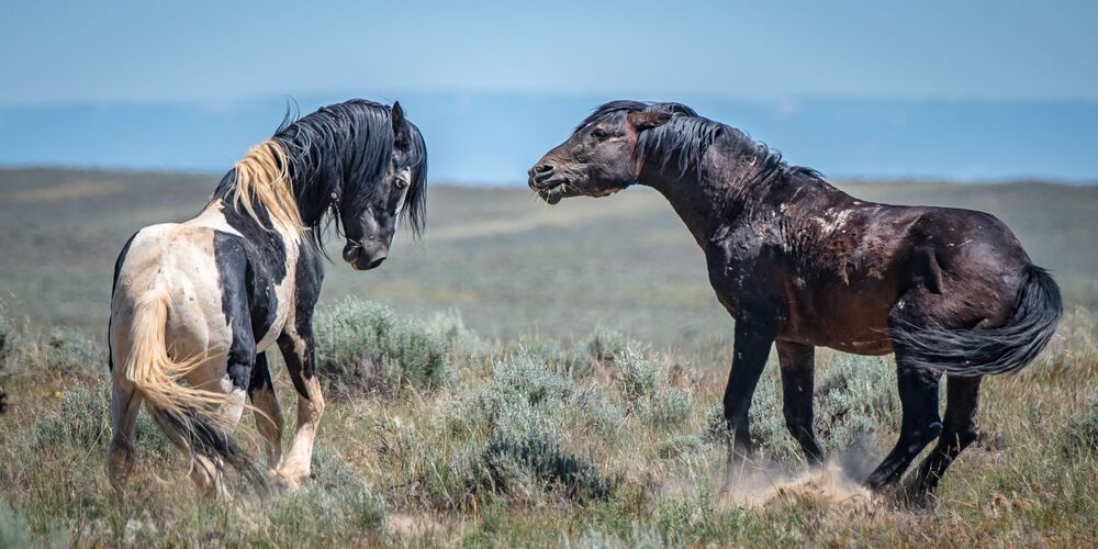 Wild Horses