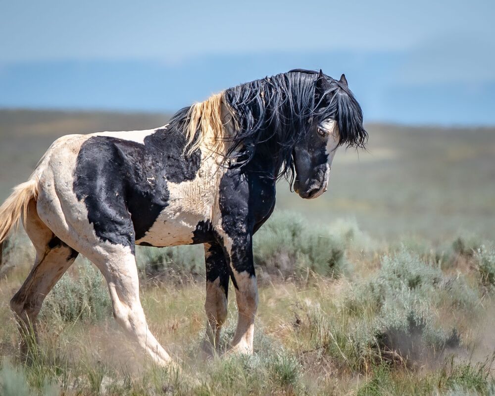 Wild Horses
