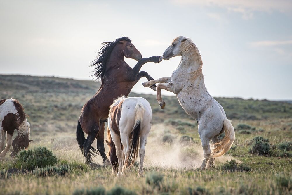 Wild Horses