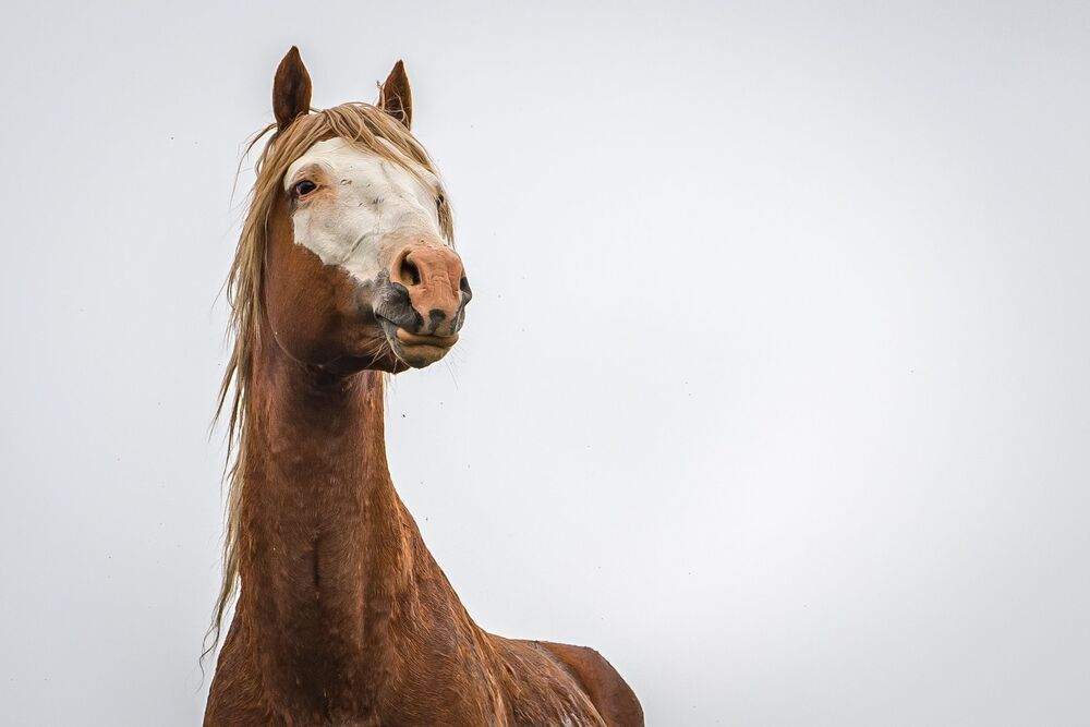 Wild Horses