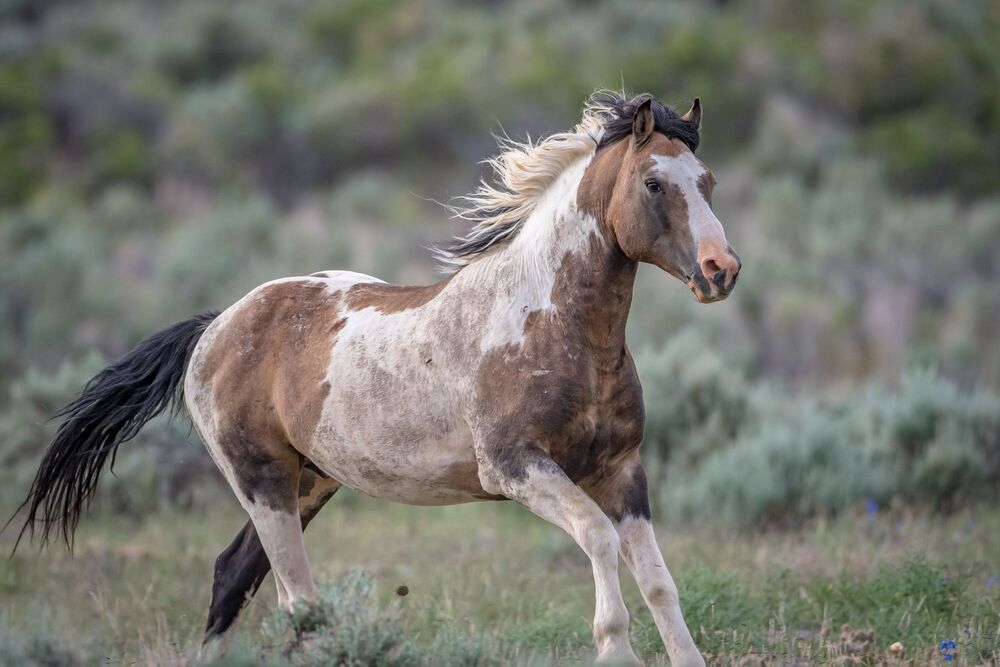 Wild Horses