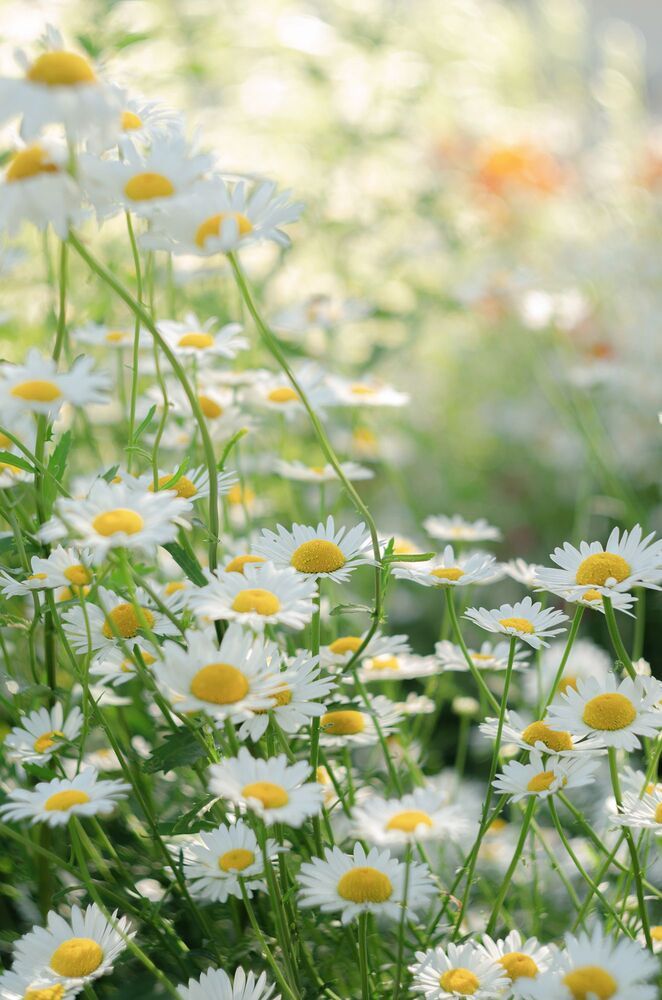Природа