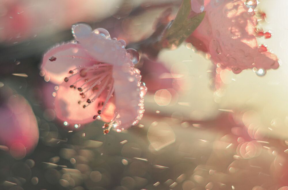 Природа