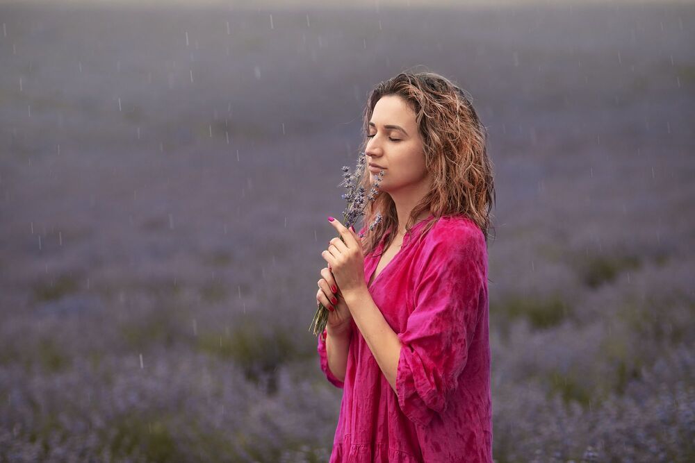 Lavender Fields