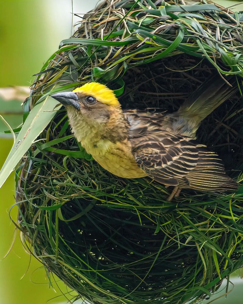 A collection of wildlife photographs from various parts of the country