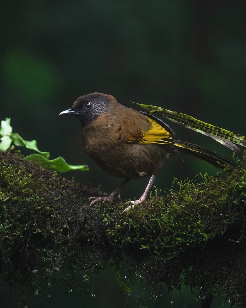 A collection of wildlife photographs from various parts of the country