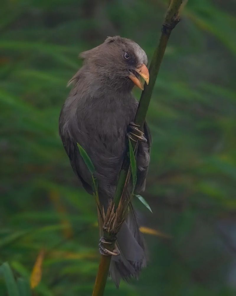A collection of wildlife photographs from various parts of the country
