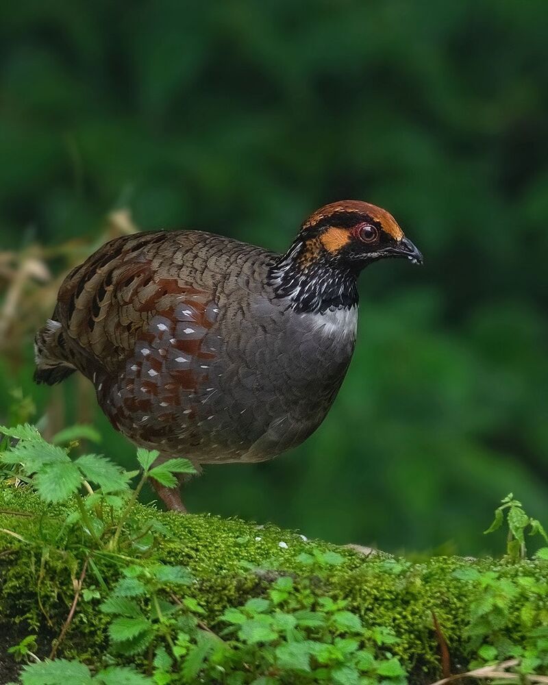 A collection of wildlife photographs from various parts of the country