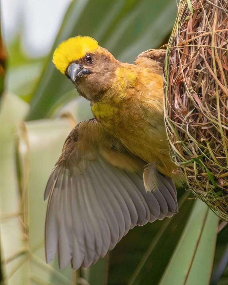 A collection of wildlife photographs from various parts of the country