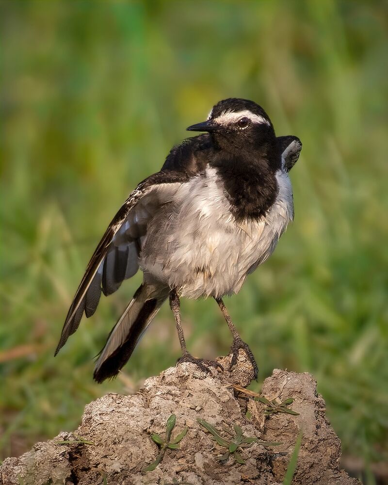 A collection of wildlife photographs from various parts of the country