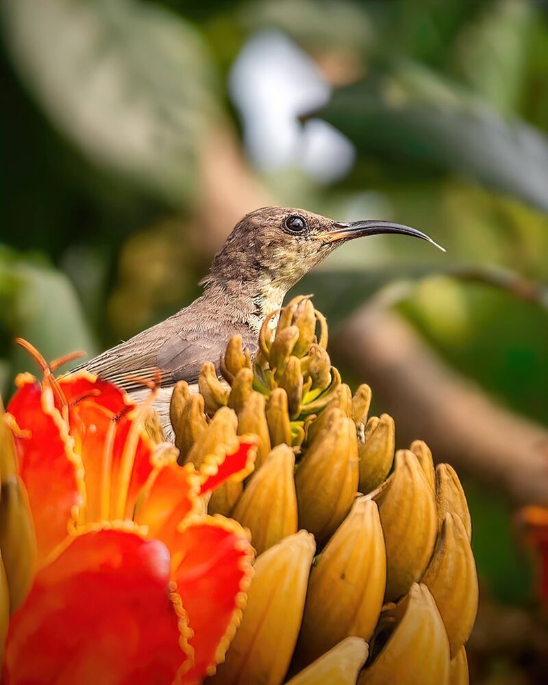 A collection of wildlife photographs from various parts of the country