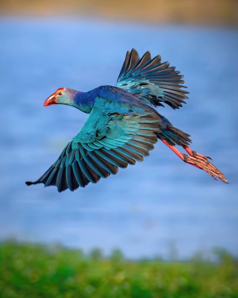 A collection of wildlife photographs from various parts of the country