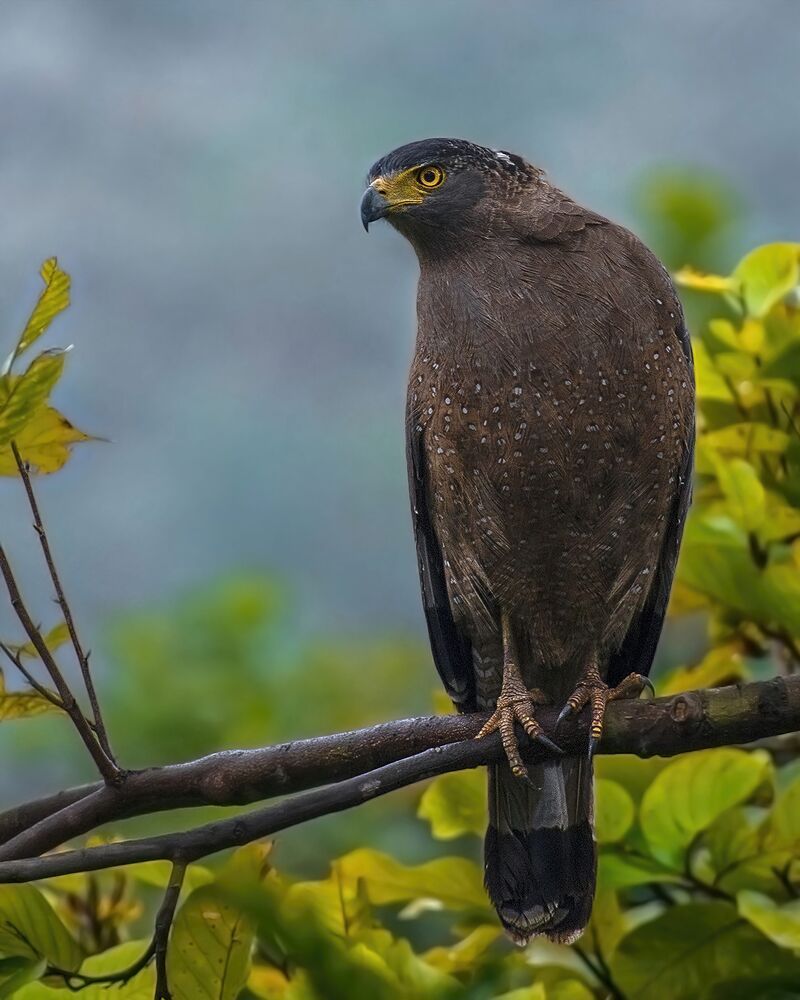 A collection of wildlife photographs from various parts of the country