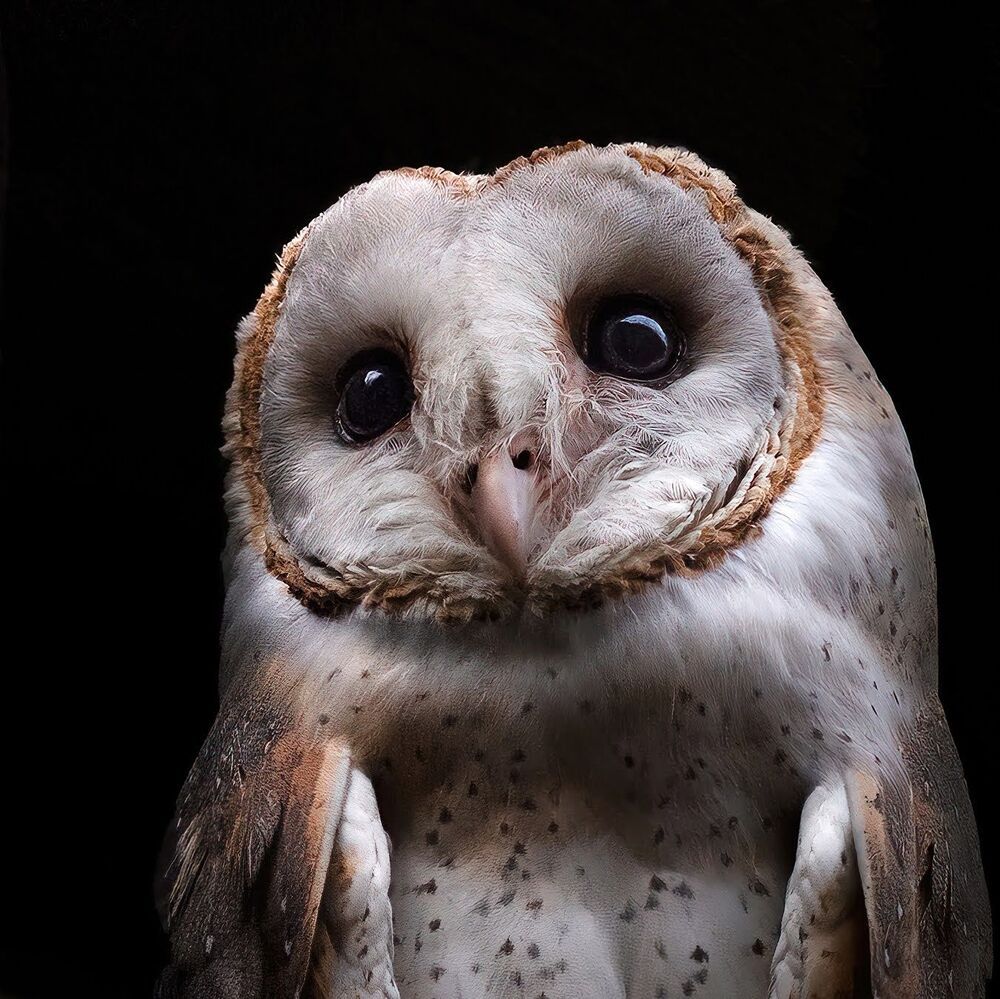 A collection of wildlife photographs from various parts of the country
