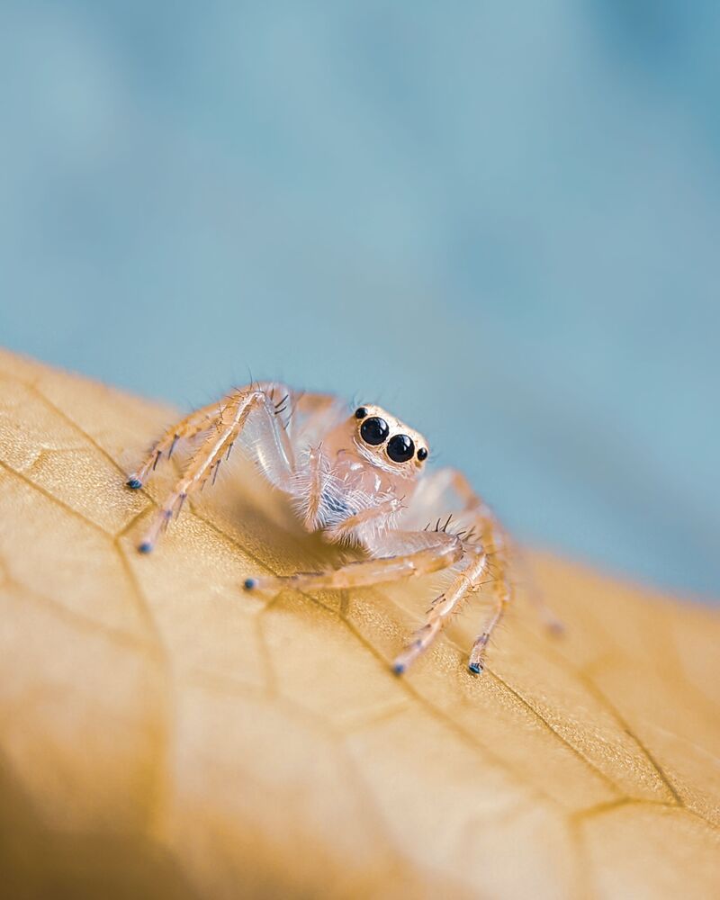 Macro Mobile photography