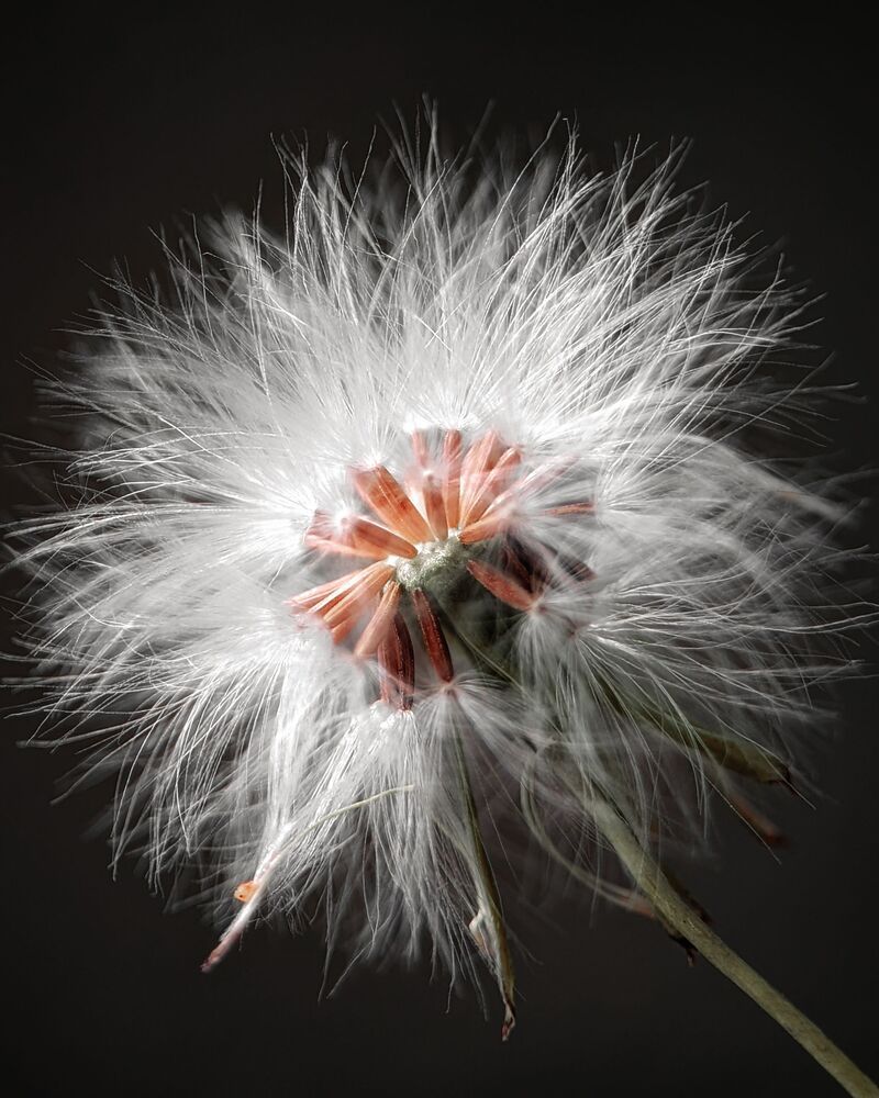 Macro Mobile photography