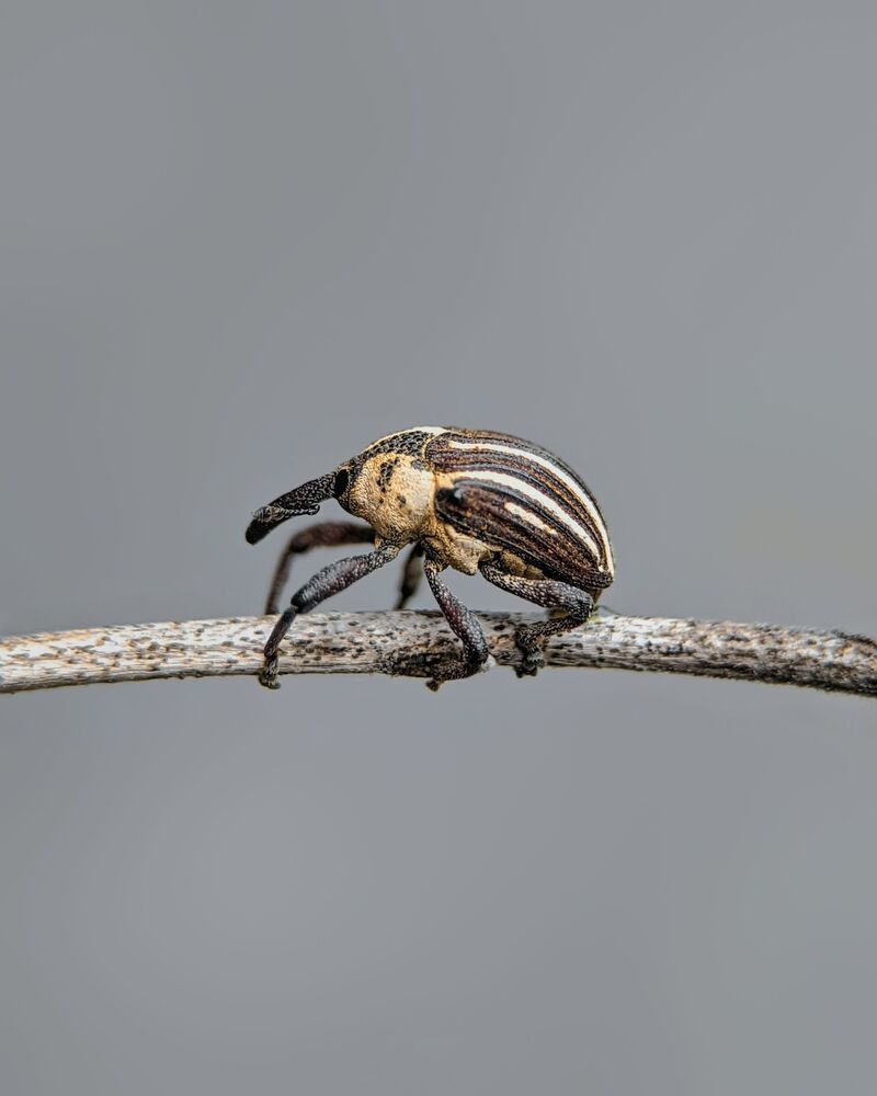 Macro Mobile photography