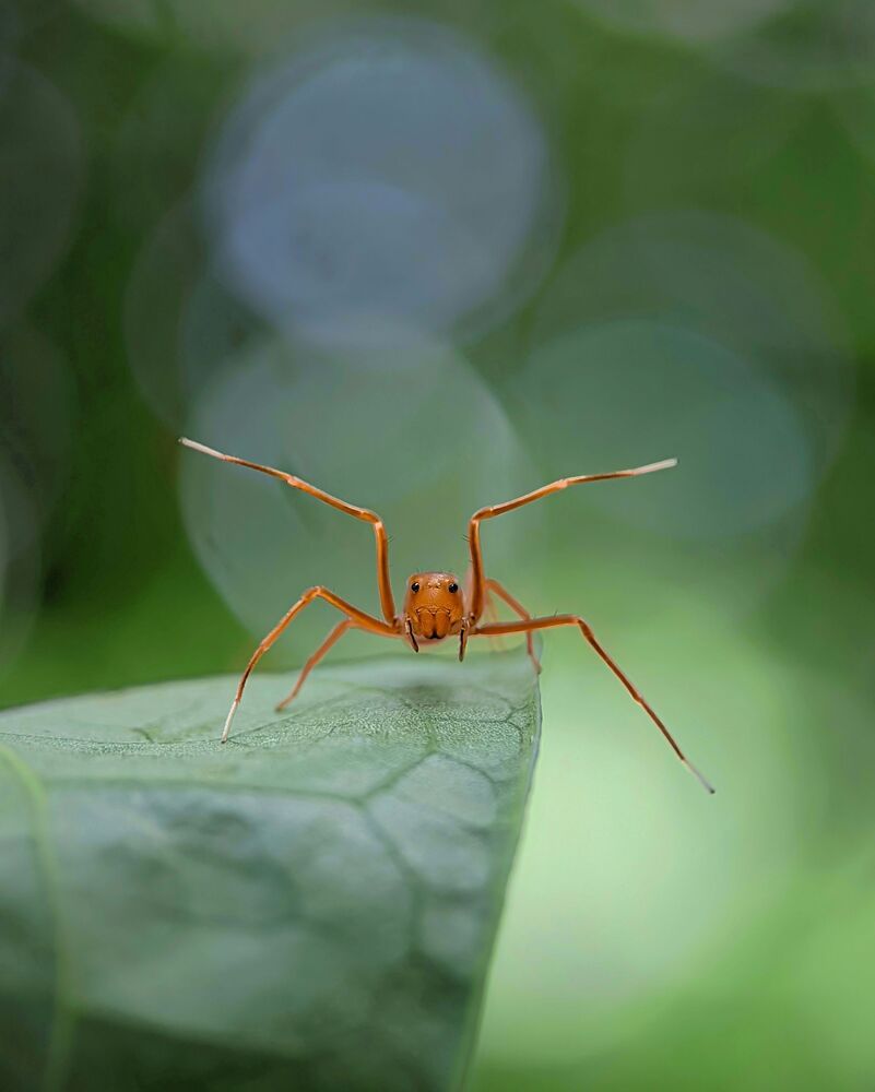 Macro Mobile photography