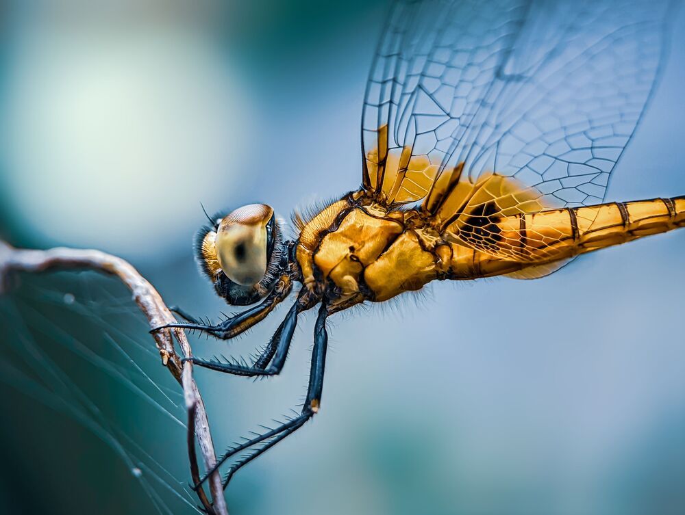 Macro Mobile photography