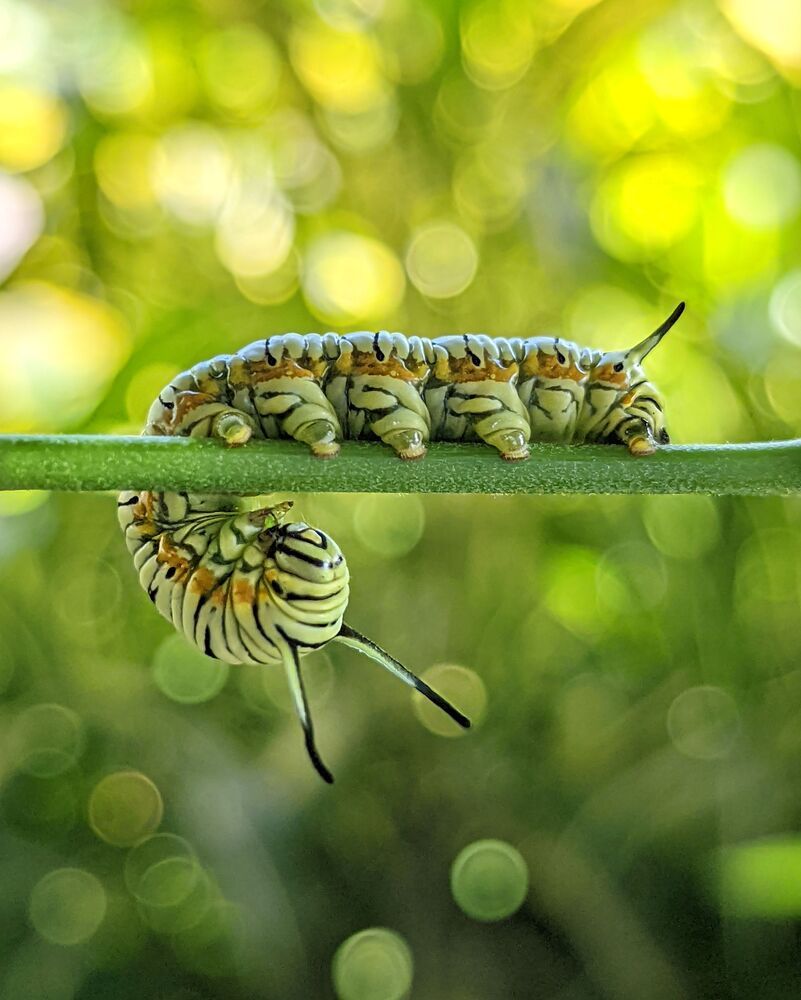 Macro Mobile photography