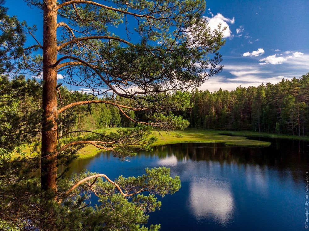 Лесная ламбушка