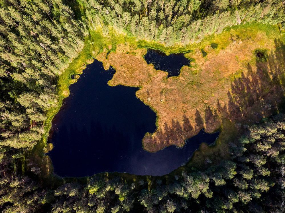 Лесная ламбушка