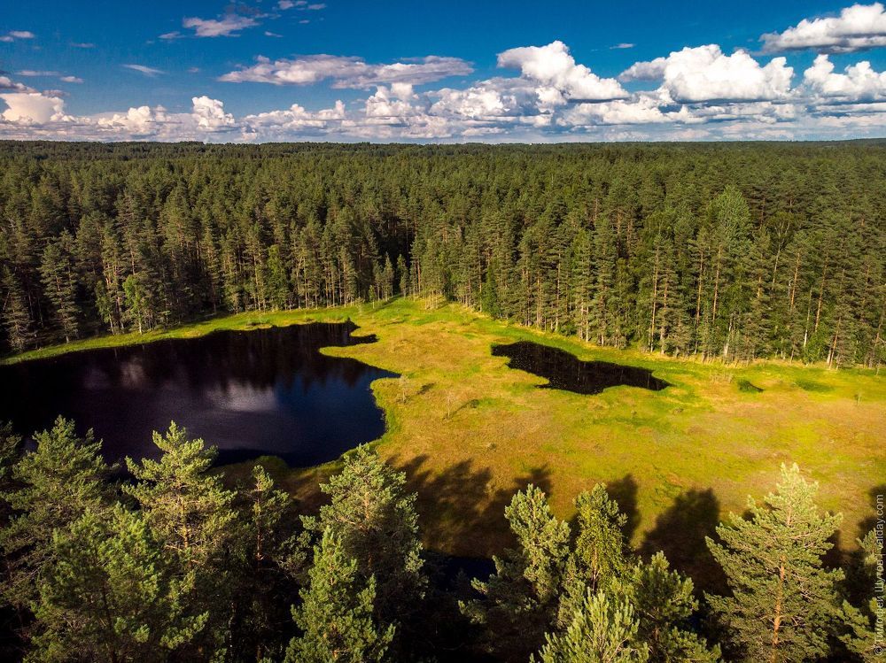 Лесная ламбушка