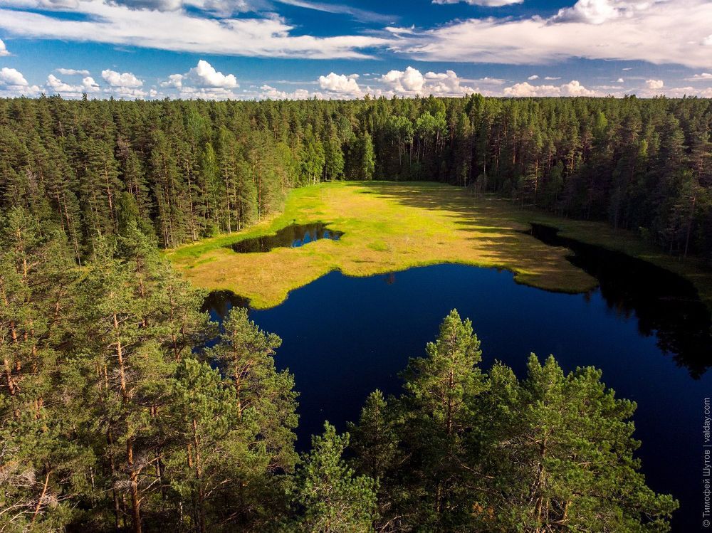 Лесная ламбушка