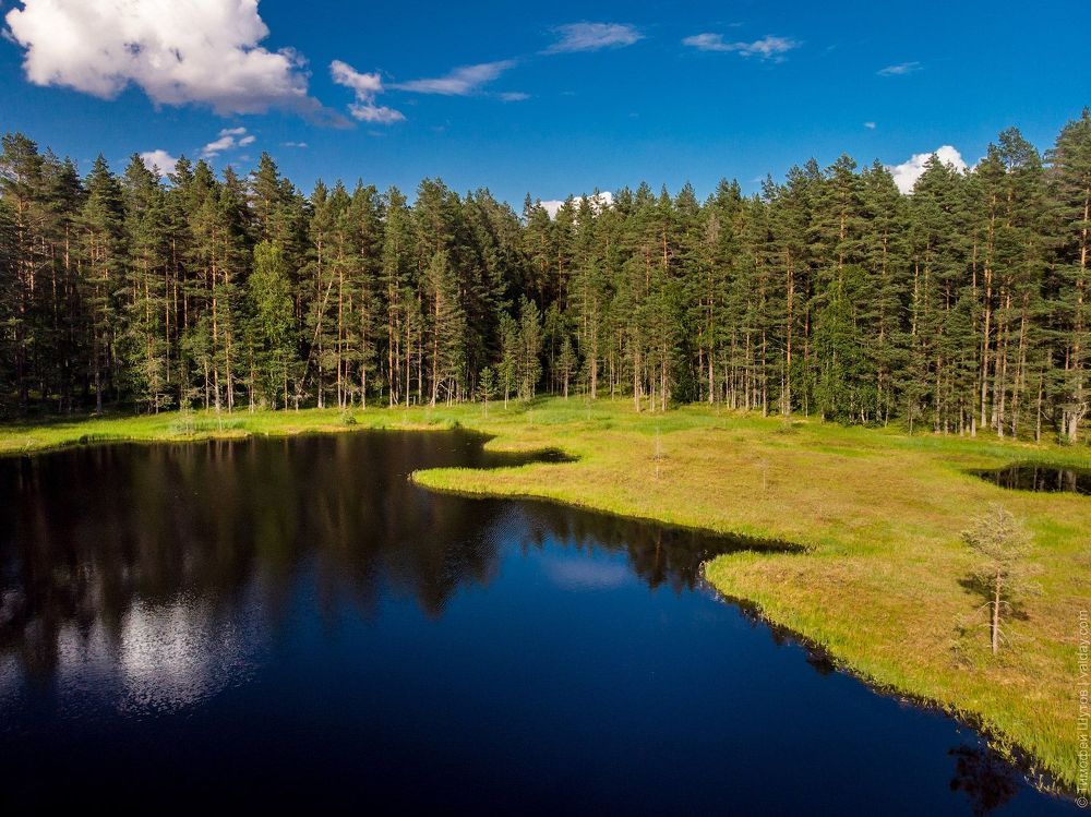 Лесная ламбушка