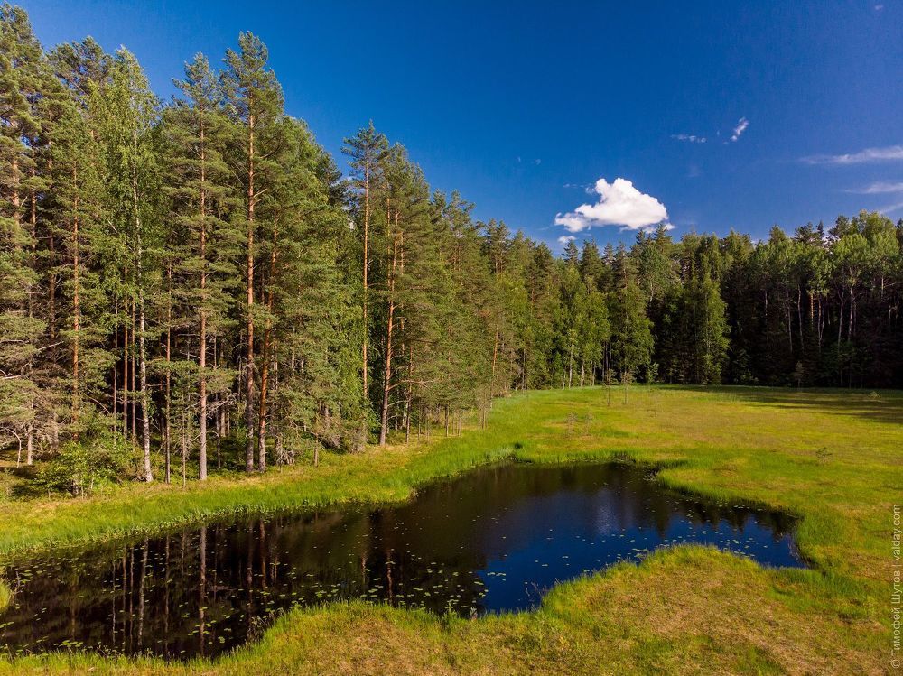Лесная ламбушка