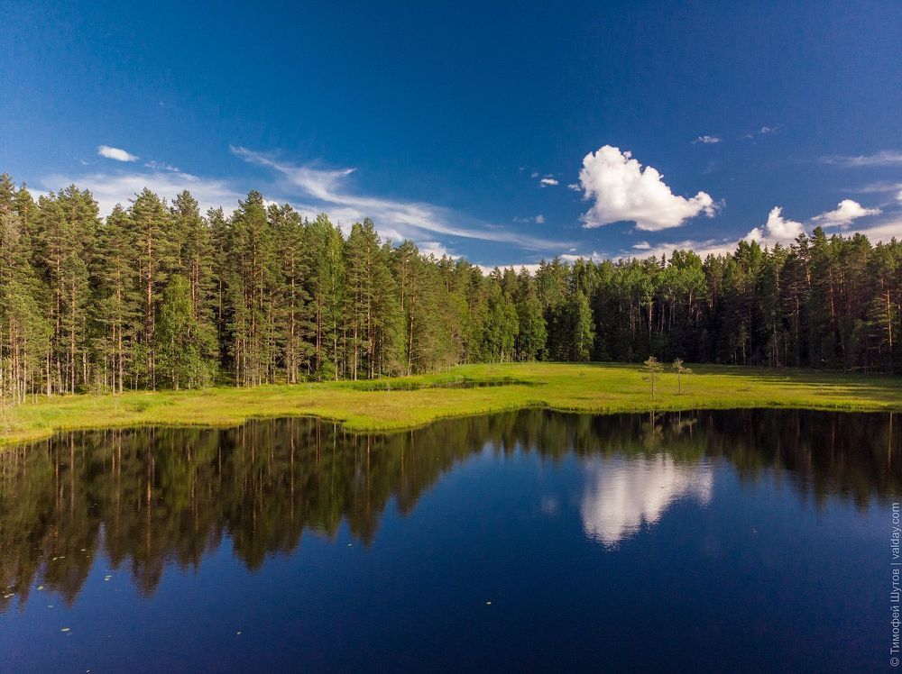 Лесная ламбушка